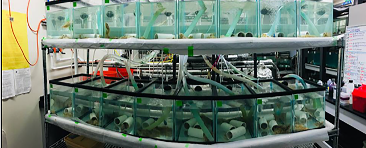 lab5-1250x507
