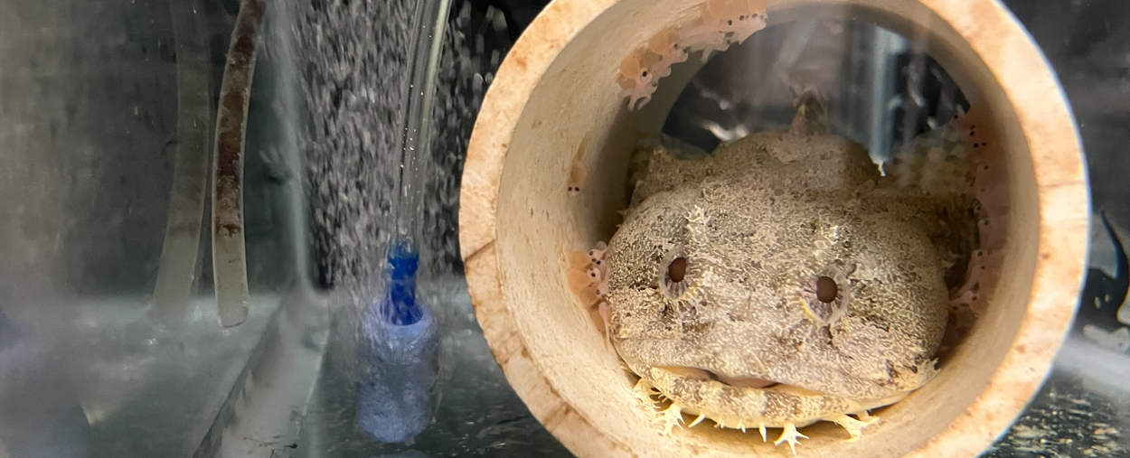 toadfish